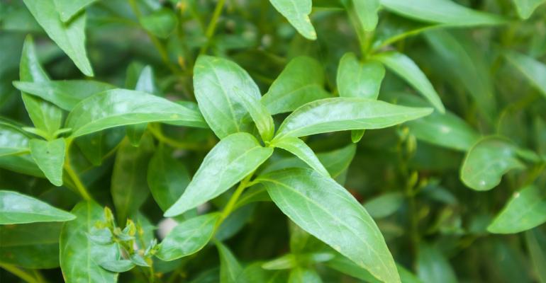 3 herbs to boost immunity | Project Joyful