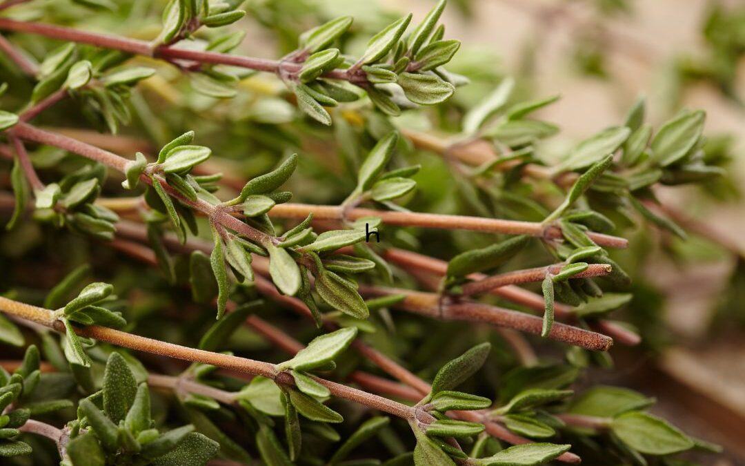 Medicinal uses of thyme