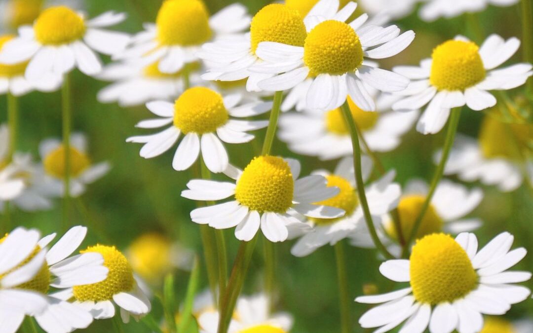 Everything you need to know about Chamomile