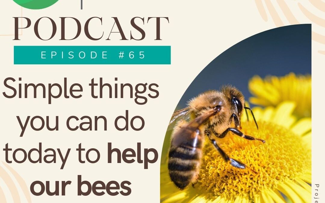 Simple Things You Can Do Today to Help our Bees