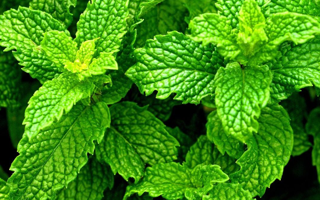 the medicinal uses of peppermint