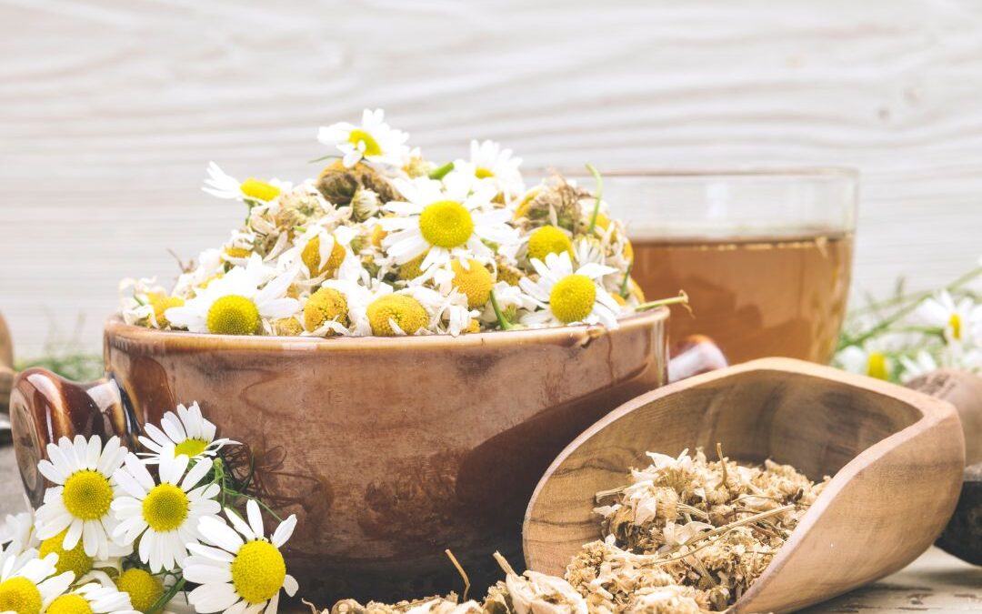 herbal ally series – chamomile