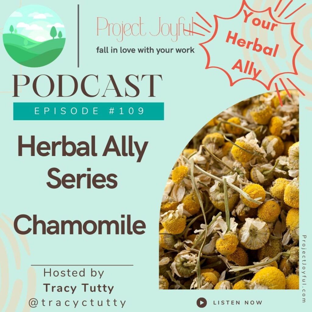 the medicinal uses of Chamomile