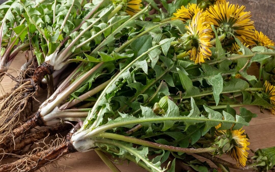 herbal ally series – dandelion