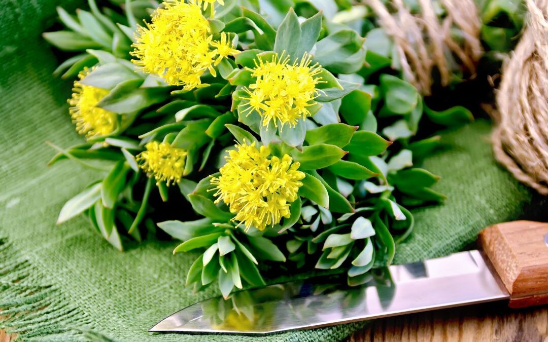 herbal ally series –   boost your energy naturally with rhodiola
