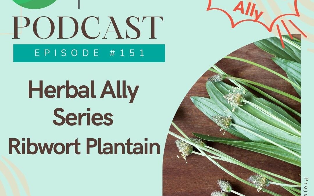 herbal ally series – Ribwort plantain
