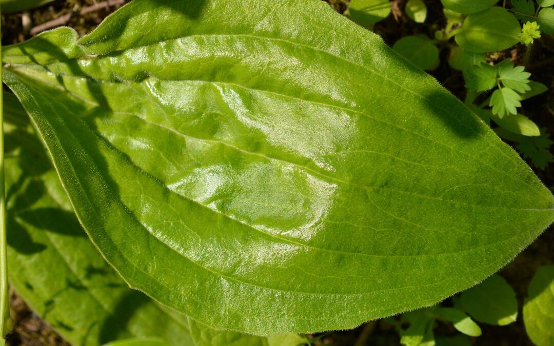 Herbal ally series: Ribwort plantain
